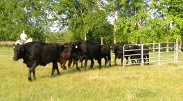 Moving the Cows